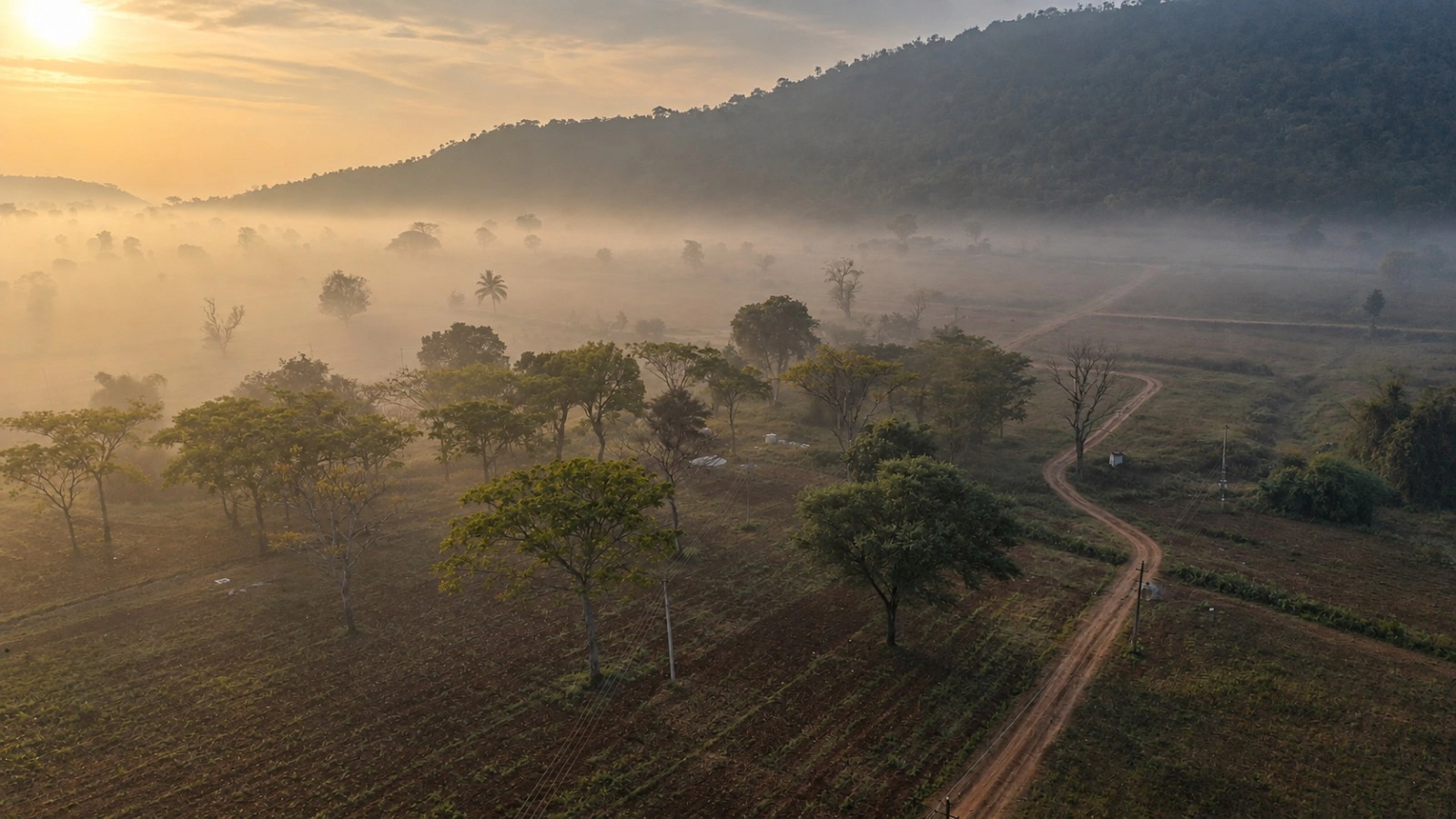 Sunrise over the estate, trees standing in the morning mist below the hill