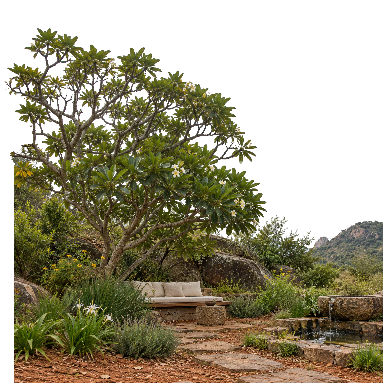 Concept render of a garden seat under a frangipani, its crown rising out of the frame, a stone path and a small water bowl among the planting