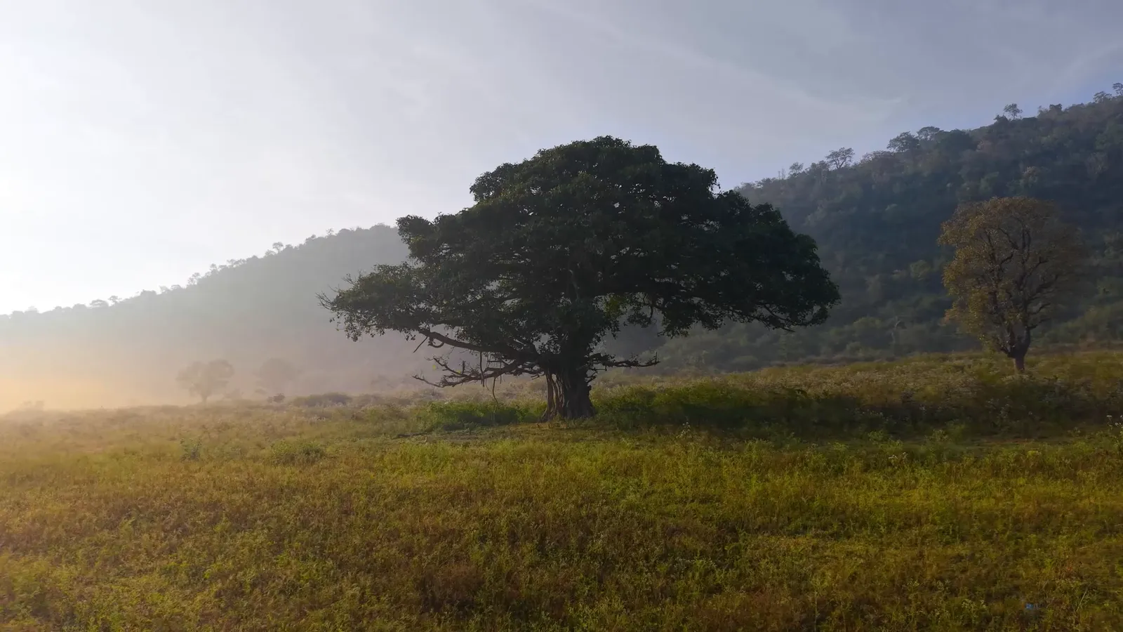 A lone banyan tree in morning mist at Bandipur