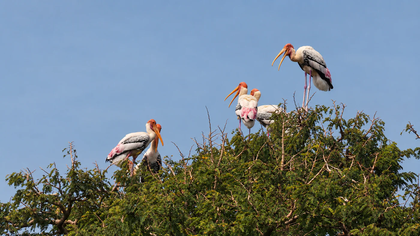 Painted storks resting in the trees at Kokkare Belluru
