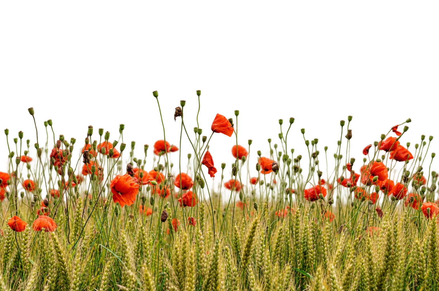 Red poppies rising through a field of green wheat