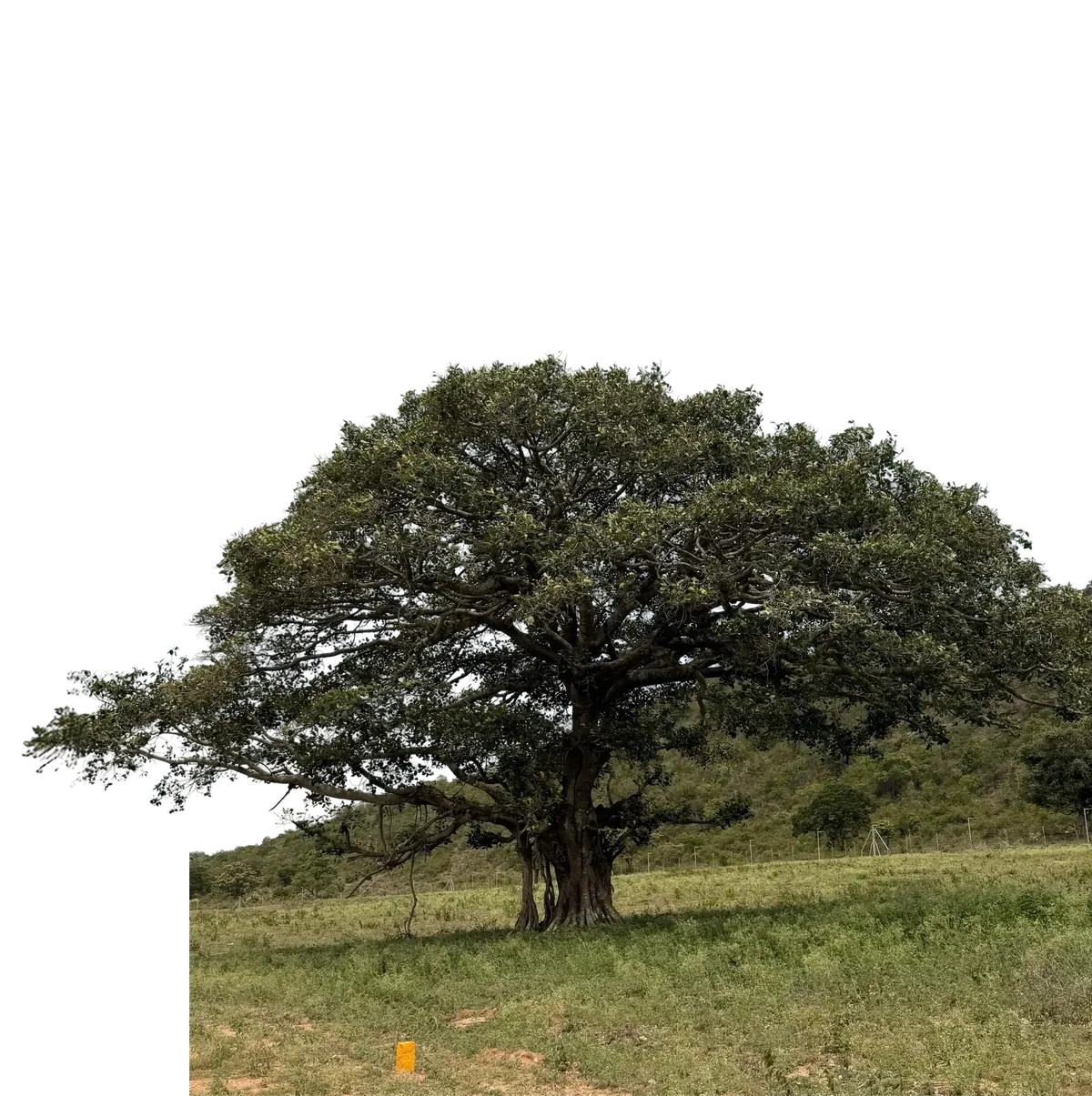 The old banyan in the open field, its roots reaching the ground