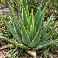 Aloe vera