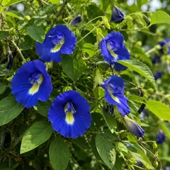 Aparajita
