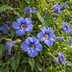 Blue trumpet vine