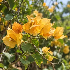 Bougainvillea