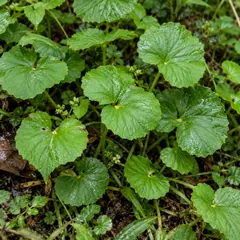 Brahmi
