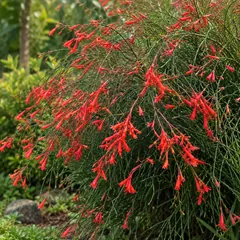 Coral fountain