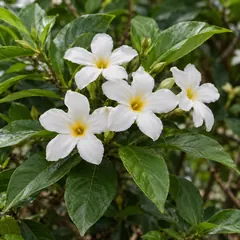 Crape jasmine