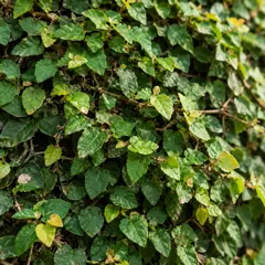 Creeping fig