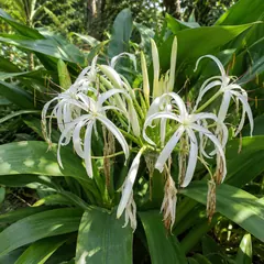 Crinum lily