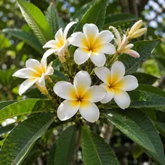 Frangipani