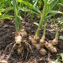 Ginger