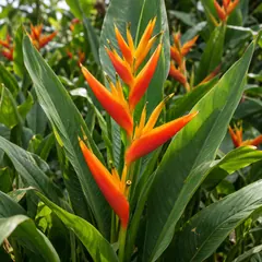Heliconia