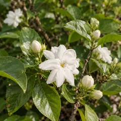 Jasmine