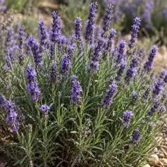 Lavender
