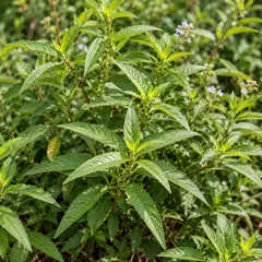 Lemon verbena