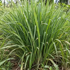 Lemongrass