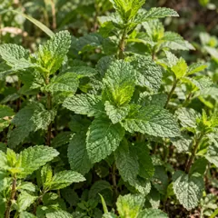 Mint