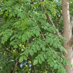Drumstick tree