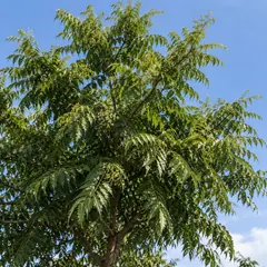 Neem