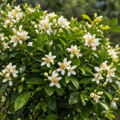 Orange jasmine