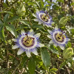 Passion flower
