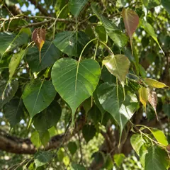 Peepal