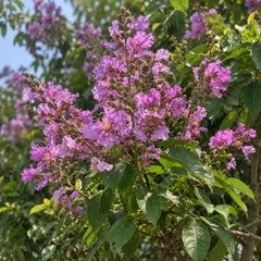 Queen's crape myrtle