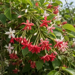 Rangoon creeper