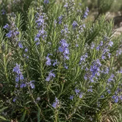 Rosemary