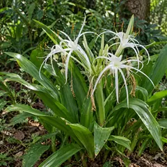 Spider lily