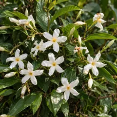 Star jasmine