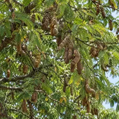 Tamarind