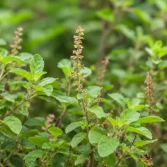 Tulsi