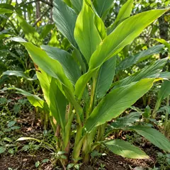 Turmeric