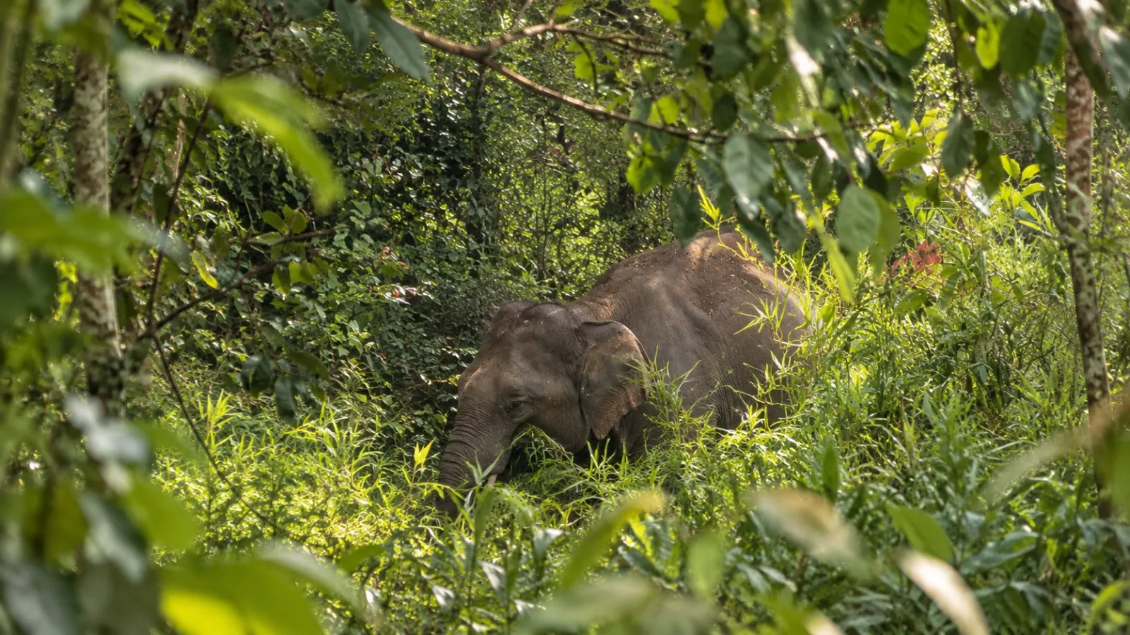 Asian elephant