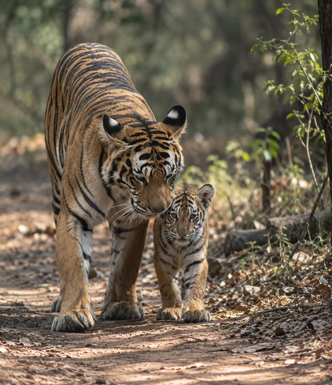 Bengal tiger