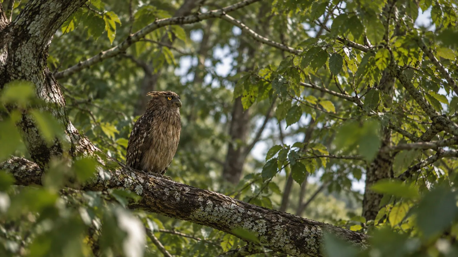 Brown fish owl