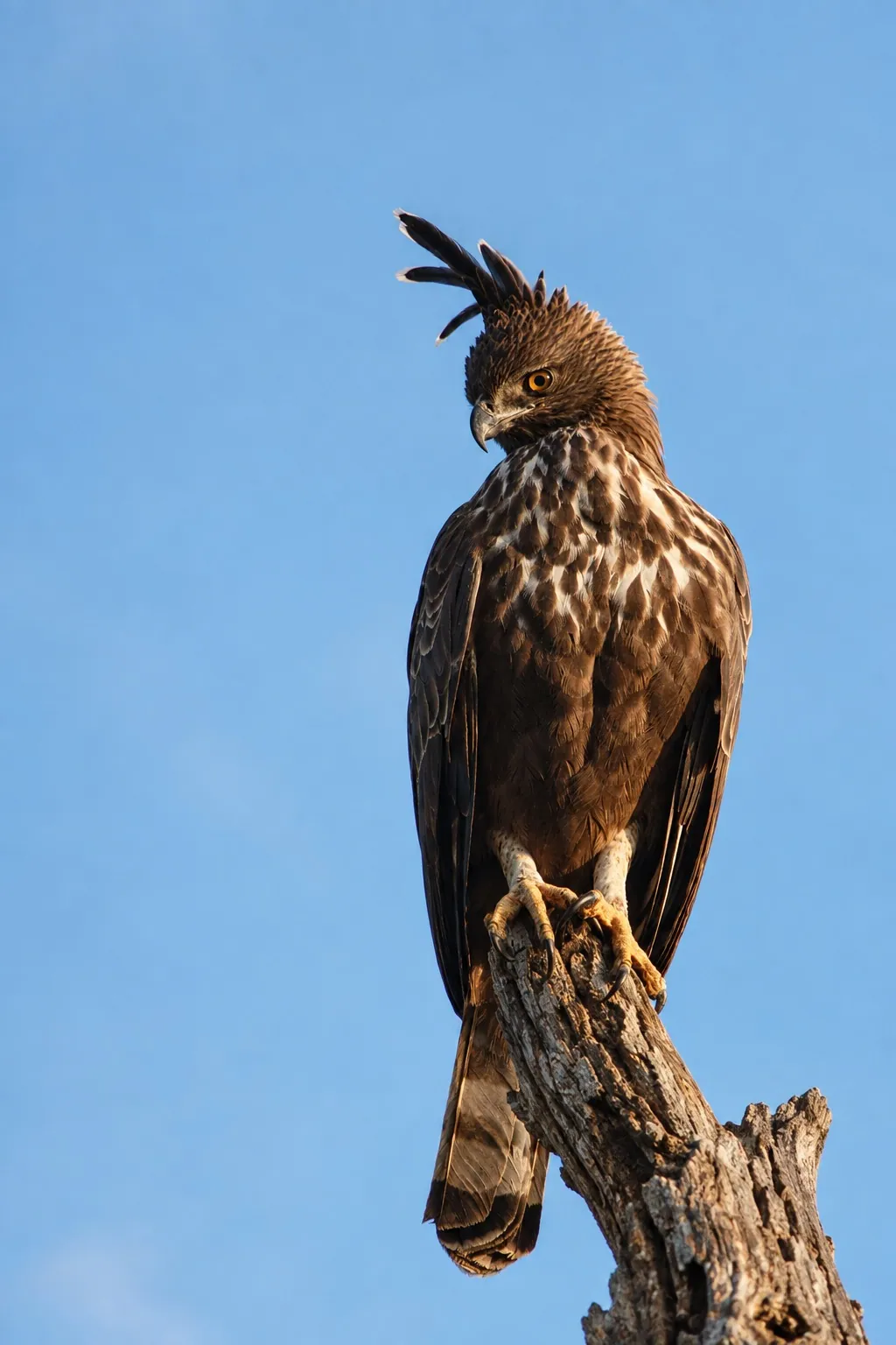 Changeable hawk-eagle