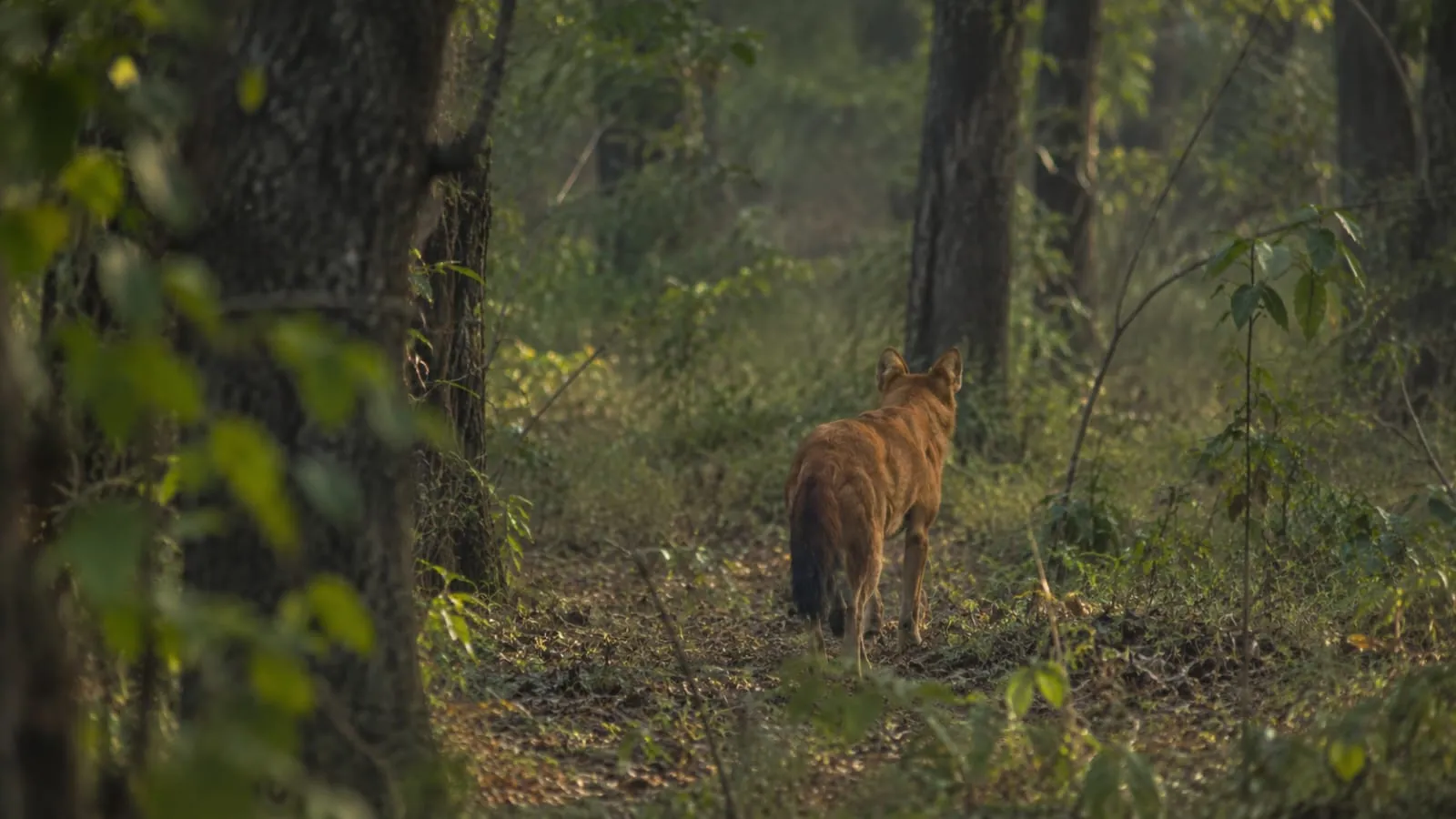 Dhole
