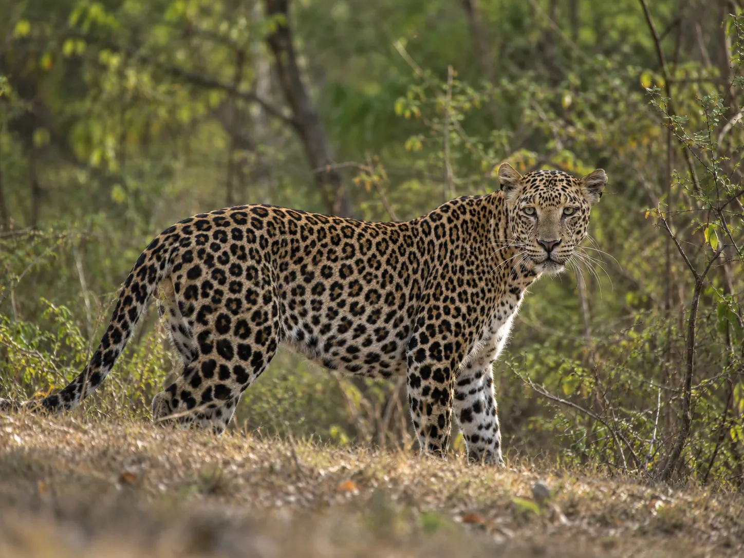 Indian leopard