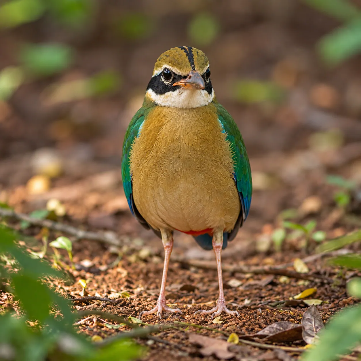 Indian pitta