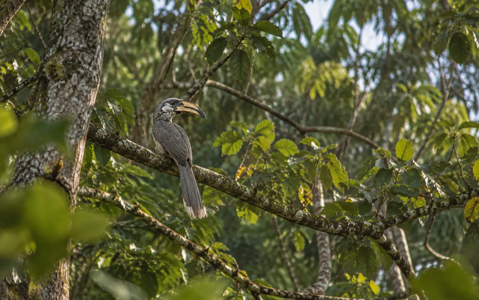 Malabar grey hornbill