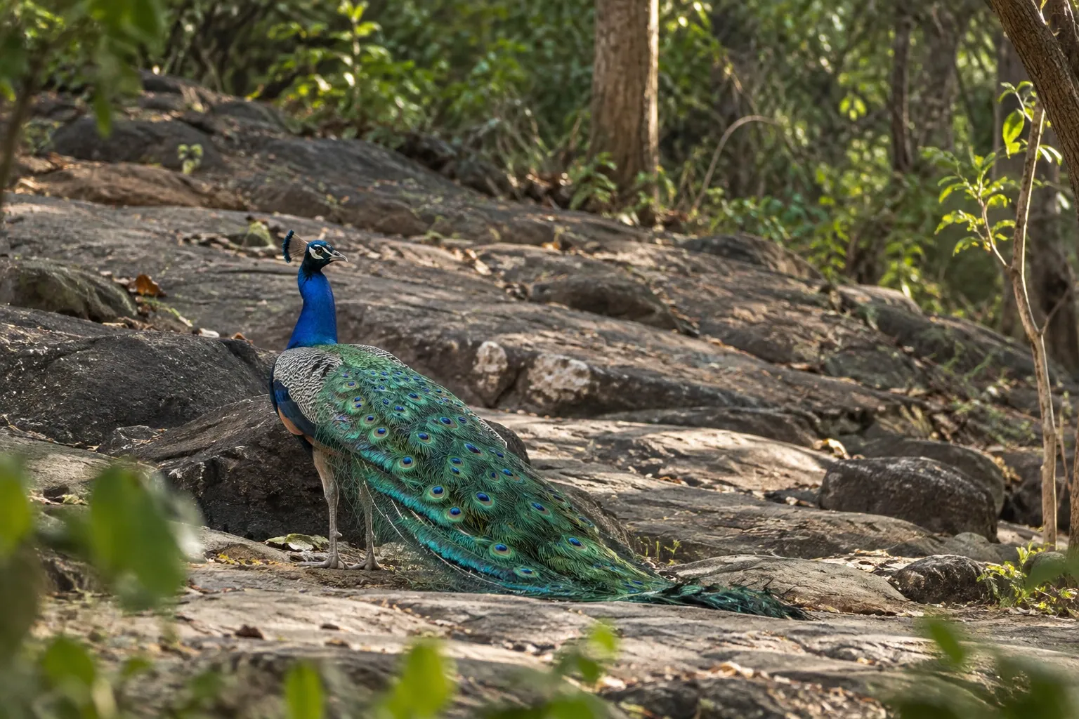 Peacock