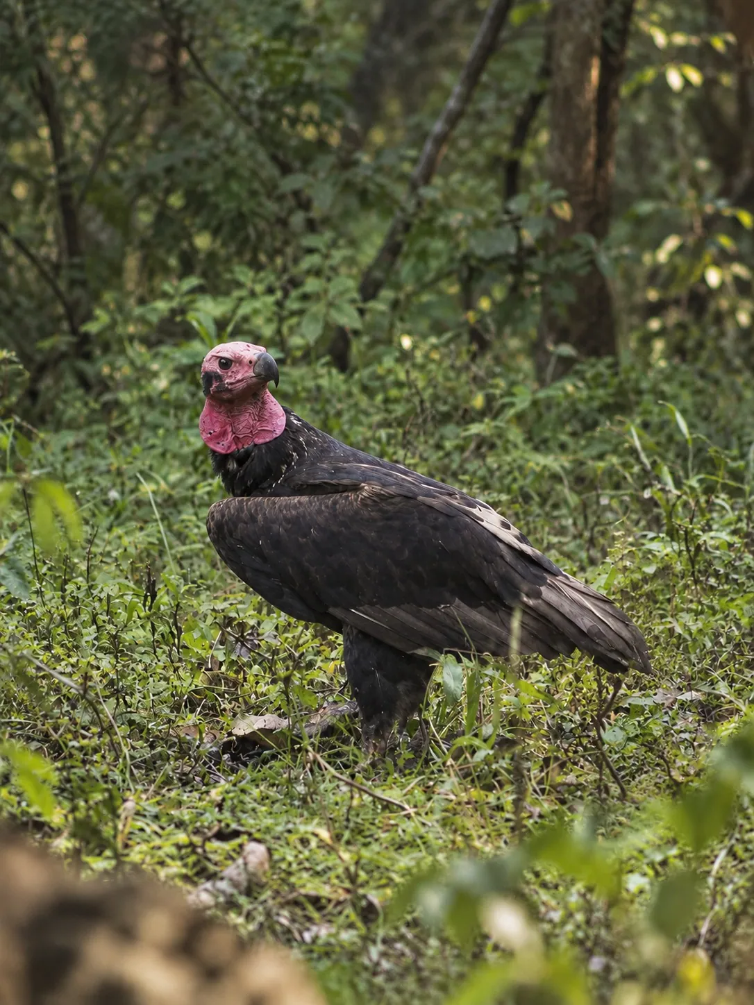 Red-headed vulture