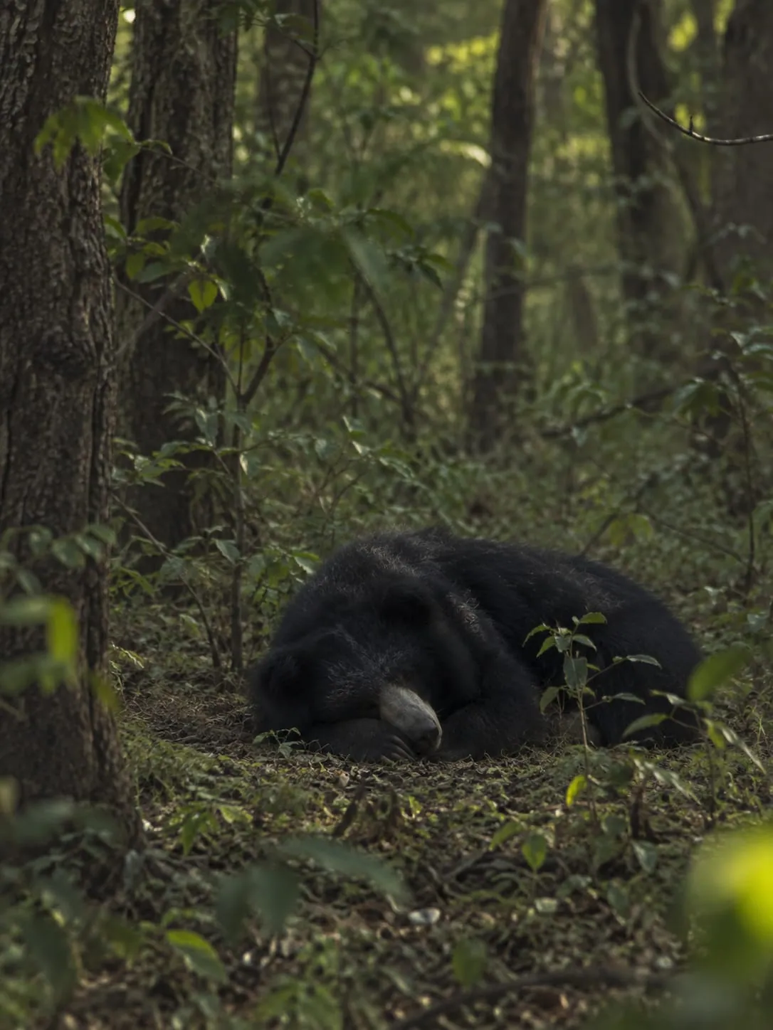 Sloth bear
