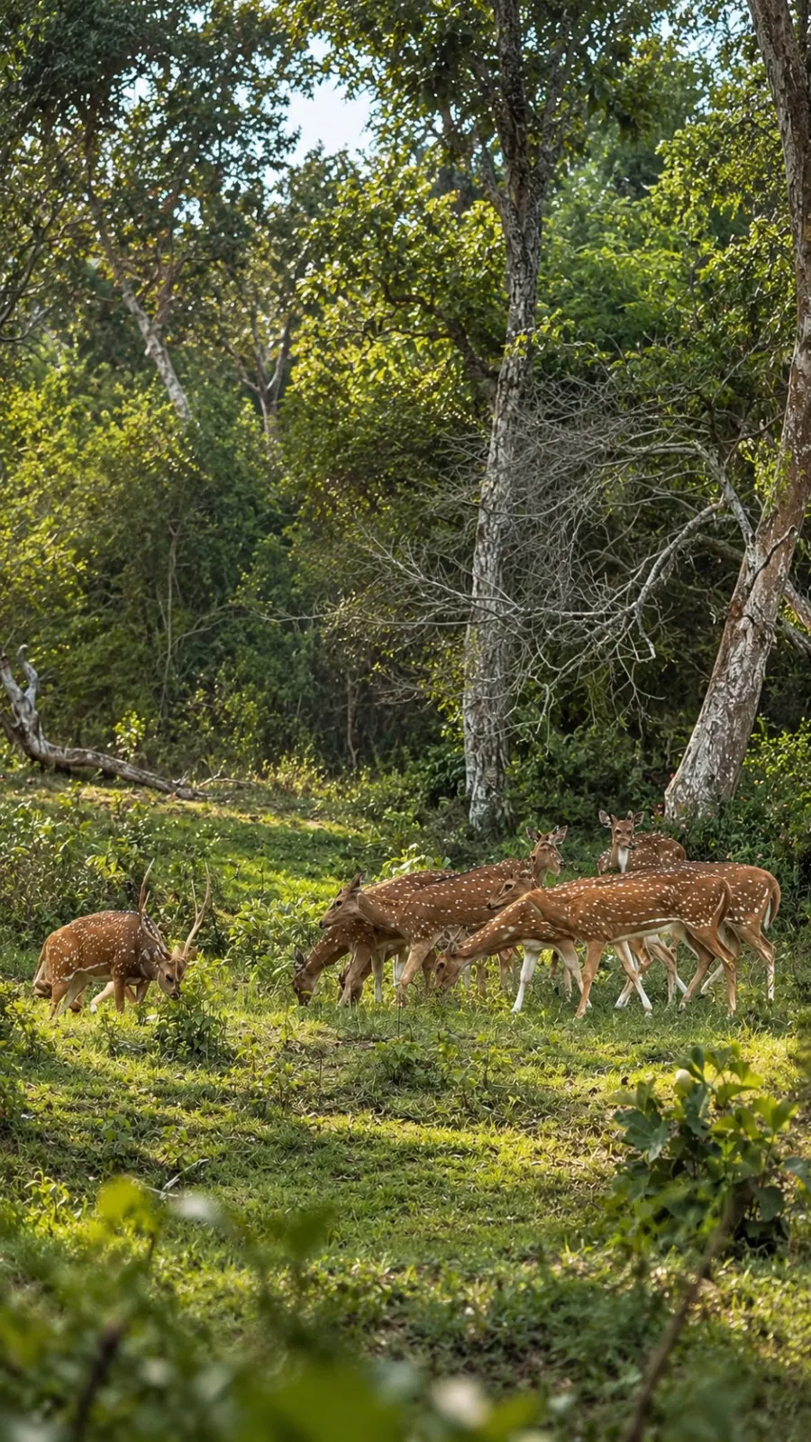 A spotted deer in the grass on the estate